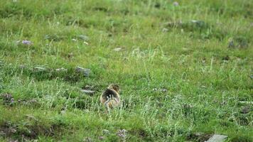 naranja piel suelo ardilla en un prado cubierto con verde Fresco césped video