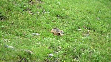 Orange Fur Ground Squirrel in a Meadow Covered With Green Fresh Grass video