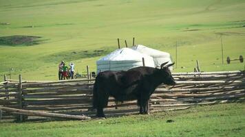 White Ger Tents, Horned Black Yak and People in the Geography of Mongolian Meadows video