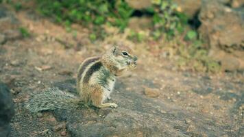 Chipmunk eating nuts, profile view video