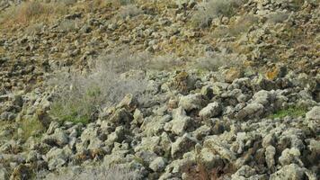 Two chipmunks run after each other on the rocks video