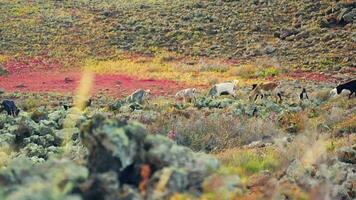 Goats walk in the highlands, eat mountain grass. video