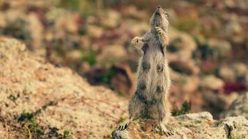 The chipmunk asks for food from a person, waving his paws. video