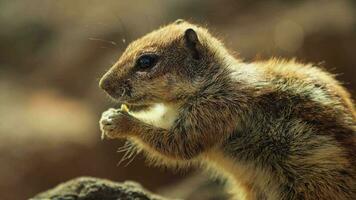 Chipmunk eats a nut, close-up, in the rays of the sun. video