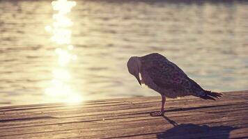 Seagull cleans feathers at sunset, glare on water video