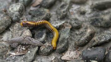 The yellow milipede. It was walking for food in a small pile of rock photo