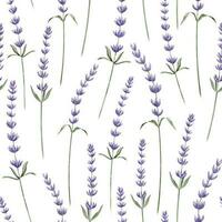 lavanda acuarela sin costura modelo en blanco aislado antecedentes. mano dibujado ilustración con provence Lavandula flores botánico fondo con salvaje hierba para envase papel o textil diseño vector