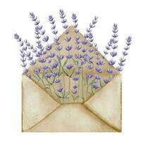 lavanda en abierto sobre. mano dibujado acuarela ilustración de letra y provence Violeta Lavandula flores en blanco aislado antecedentes. floral dibujo para saludo tarjetas o Boda invitaciones vector