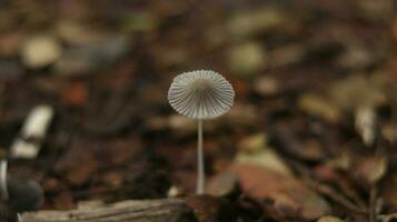 Little White Mushrooms among Leaves in autumn on blurred background photo