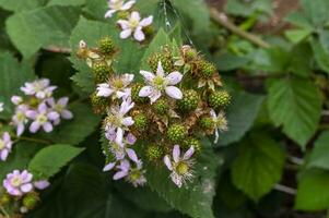 inmaduro moras en arbustos con selectivo enfocar. ramo de flores de bayas foto