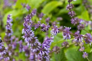 Bees extract honey in the field of sage nutmeg photo