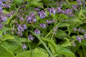 Bees extract honey in the field of sage nutmeg photo