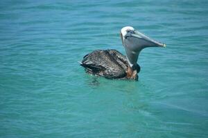 Pelican Swallowing a Fish While Floating in Water photo