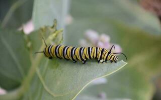 Monarch Caterpillar Eating a Milkweed Leaf on a Warm Day photo