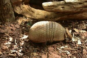 segmentario armadillo con un difícil cáscara en su espalda foto