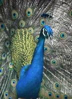 Pretty Blue and Green Male Peacock with a Showy Display photo
