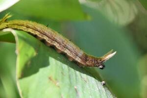 Stunning Up Close Look at a Caterpillar photo