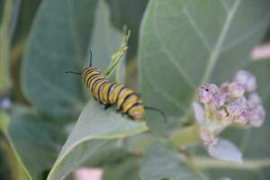 Monarch Caterpillar Crawling Away on a Milkweed Leaf photo