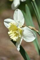 Side Profile of a White Daffodil Flower Blossom photo