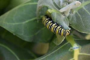 Yellow White and Black Monarch Caterpillar on a Leaf photo