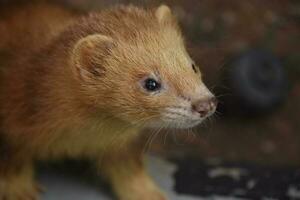 Very Cute Orange Ferret with a Sweet Face photo