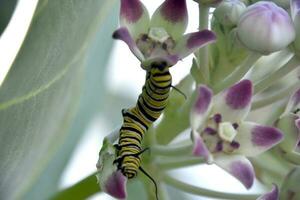 Monarch Caterpillar on a Giant Milkeed Plant photo