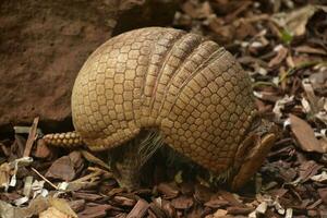Fantastic Shell of an Armadillo on a Summer Day photo