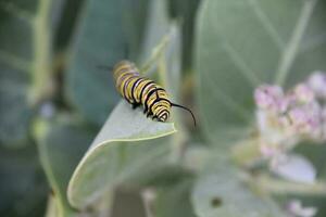 Striped Monarch Caterpillar Eating a Milkweed Leaf photo