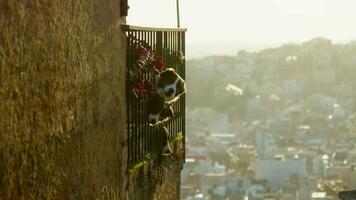 chiens écorce de le balcon, à le coucher du soleil. video