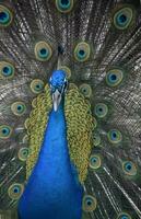 Blue Peacock Surrounded By Patterned Eye Feathers photo