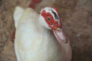 White Muscovy Duck with Red on Head photo