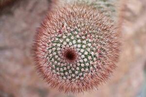 Cactus with Red Hair Like Spikes Covering It photo