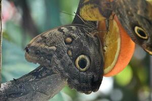 Barnowl Butterfly On an Orange in a Garden photo