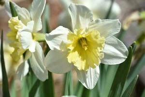 Spring Daffodils Blooming in a the Sunshine photo