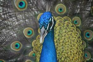 Beautiful Cobalt Blue Peacock Surrounded by Feathers photo