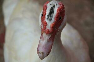 Dirty Bill on a White Muscovy Duck photo