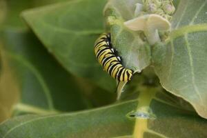 Monarch Caterpillar Snacking on a Milkweed Leaf photo