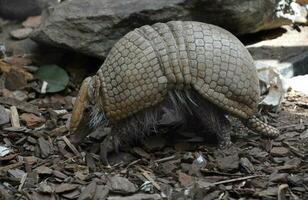 linda pequeño salvaje armadillo con grande escamas foto