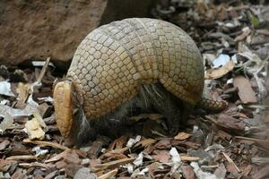 fantástico cerca arriba de un salvaje armadillo foto