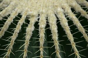 Close Up Look at a Round Cacti with White Spikes photo