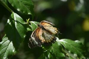 Wings Spread Wide Open on a Butterfly in a Garden photo