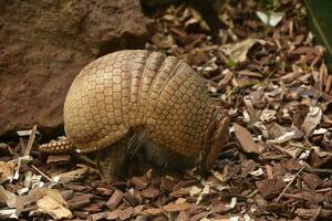 Scaled Armor on an Armadillo on a Summer Day photo