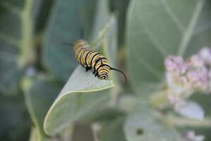 Close Up of a Monarch Caterpillar on a Milkweed Leaf photo