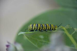 Striped Monarch Caterpillar Munching on a Leaf photo