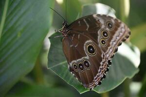 Butterfly with Eye Patterns on Its Wings photo