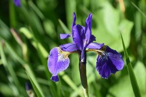 Beautiful Purple Siberian Iris Flowering in a Garden photo