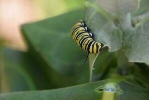 Striped Monarch Caterpillar Crawling on Milkweed Leaf photo
