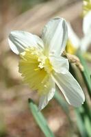 Flowering White Daffodil Blooming in a Garden photo