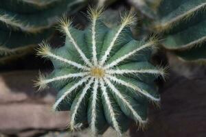 Fine Hair Like Spikes on a  Cactus photo