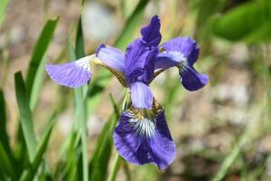 Terrific Close Up of a Siberian Iris photo